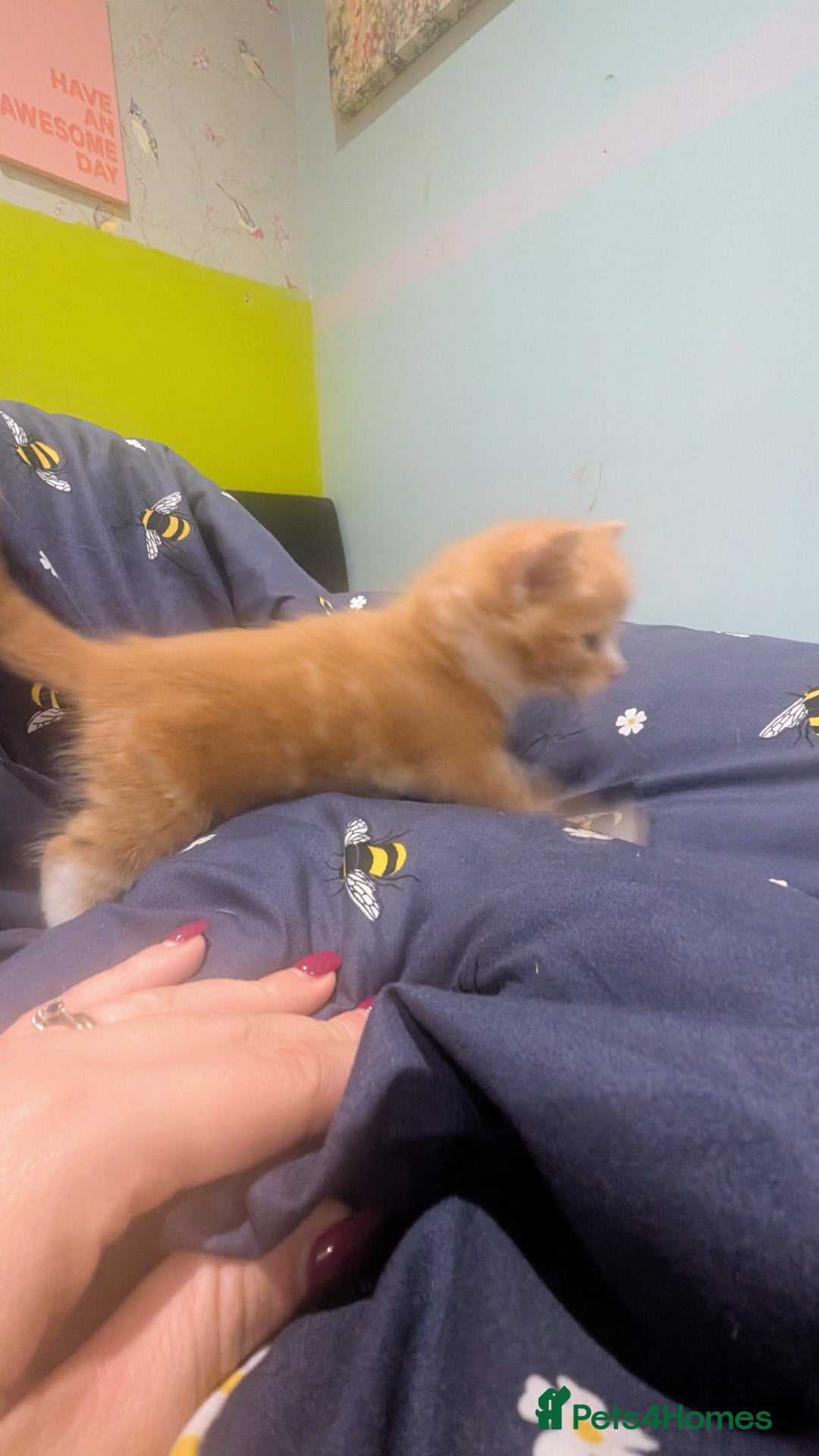 Maine Coon cats for sale: Main coon cross with British short hair - Image 16