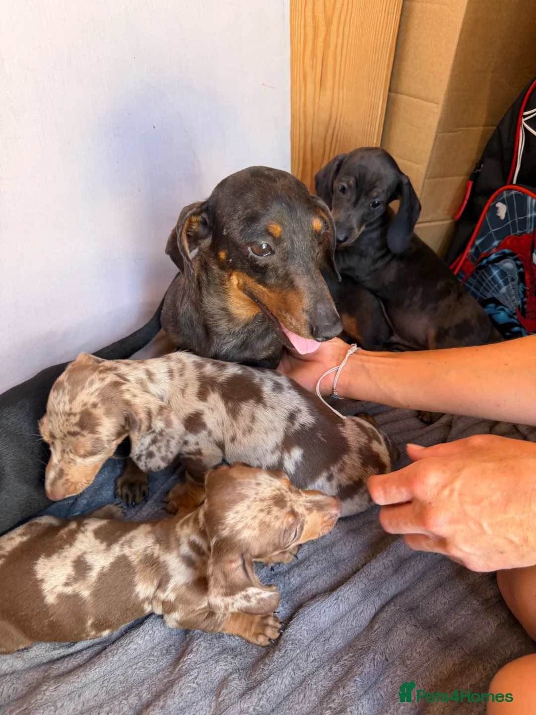Miniature Dachshund dogs for sale: Miniature dachshund puppies for sale in Stevenage - Advert 1