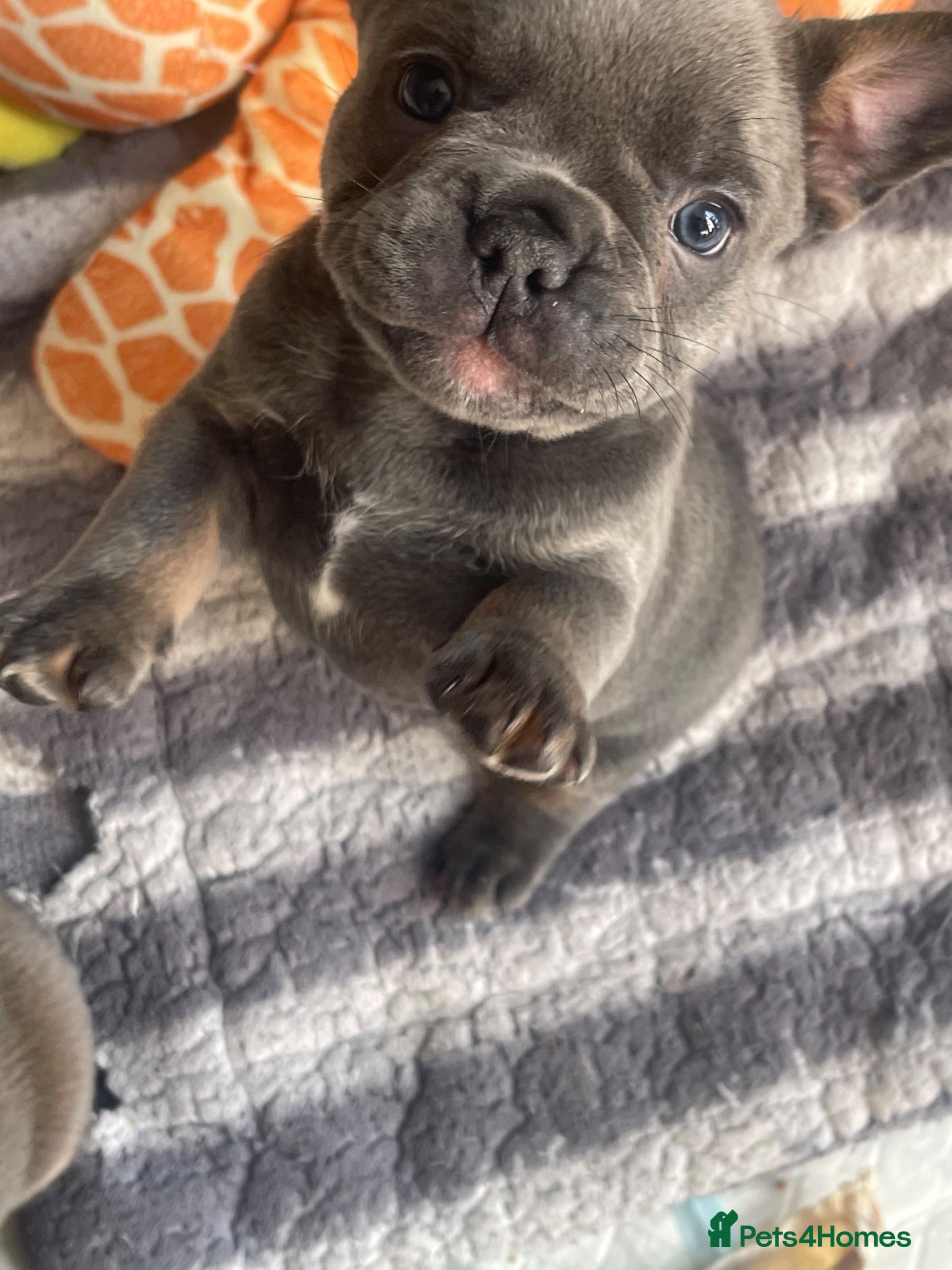 French Bulldog dogs Beautiful French Bulldog Puppies Fluffy Carriers - Advert 5