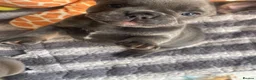 French Bulldog dogs for sale: Beautiful French Bulldog Puppies Fluffy Carriers - Advert 5