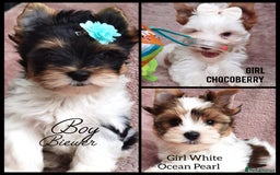 Yorkshire Terrier dogs for sale: Very Beautiful puppies, pure yorkshire terriers  - Advert 1