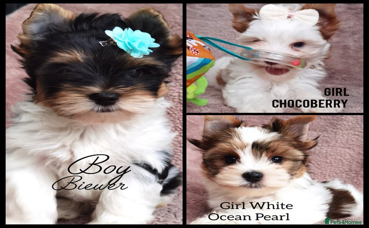 Yorkshire Terrier dogs Very Beautiful puppies, pure yorkshire terriers - Advert 1