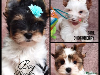 Yorkshire Terrier dogs Very Beautiful puppies, pure yorkshire terriers - Advert 3