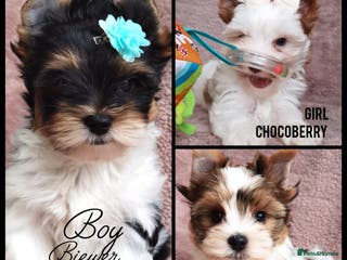 Yorkshire Terrier dogs Very Beautiful puppies, pure yorkshire terriers - Advert 18