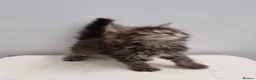Maine Coon cats for sale: GCCF Pedigree Maine Coon Kittens for sale  - Advert 22