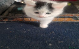 British Longhair cats for sale: Kittens for sale - Image 15