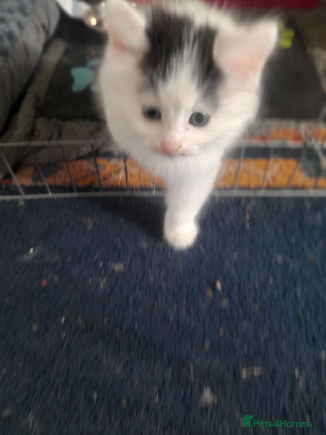 British Longhair cats for sale: Kittens for sale - Image 15