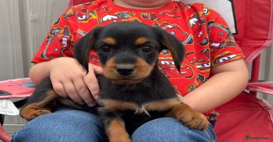 Mixed Breed dogs - Advert 13