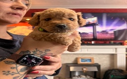 Labradoodle dogs for sale: Miniature labradoodle  - Image 1