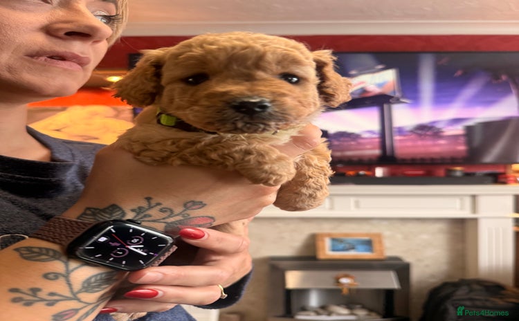 Labradoodle dogs - Advert 3