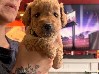 Labradoodle dogs for sale - Advert 1