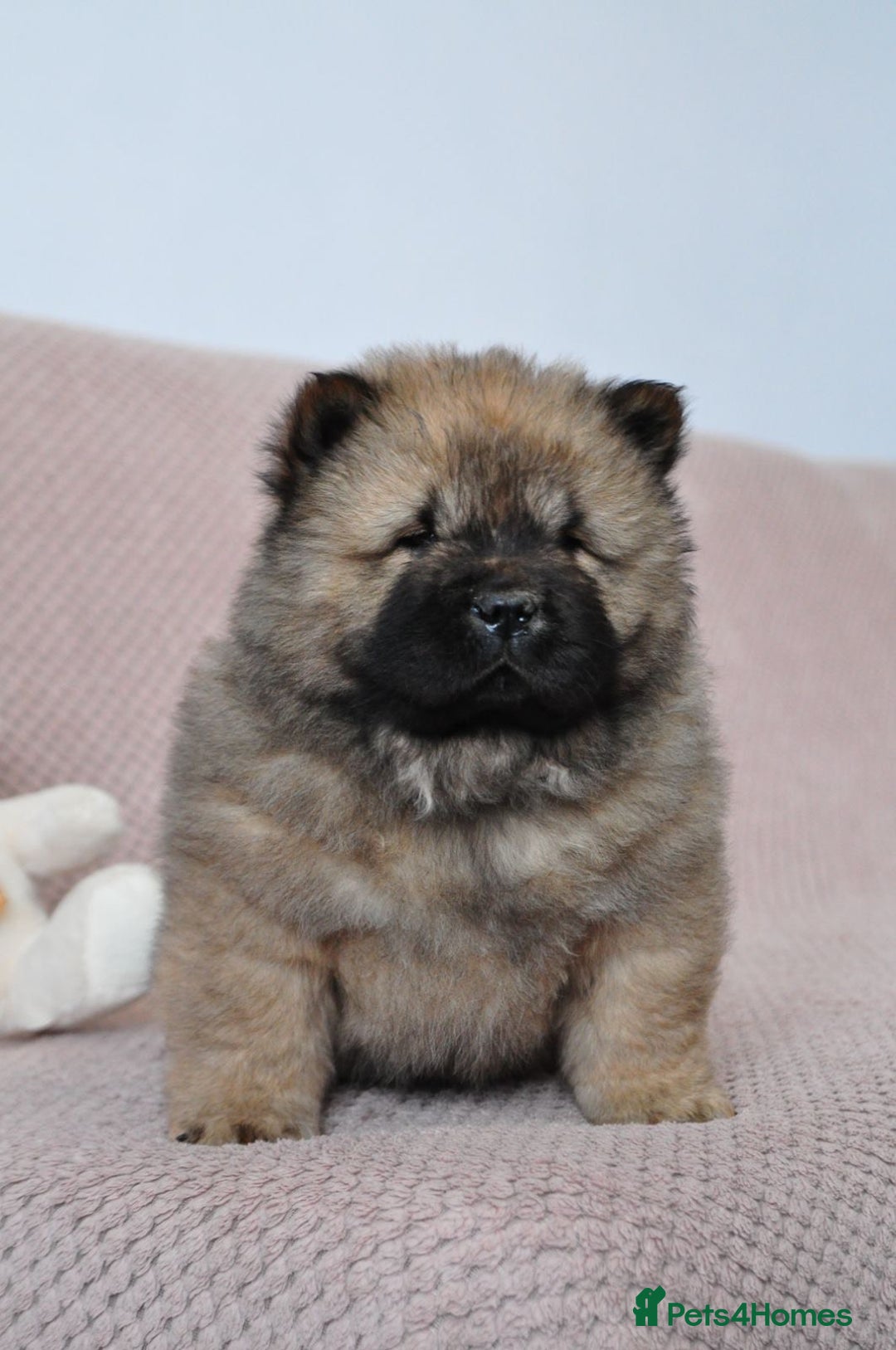 Chow Chow dogs for sale: Pedigree Chow Chow puppies available 🐶 - Advert 5