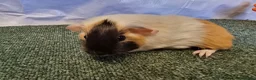 Guinea Pig rodents for sale: Guinea pigs  in Usk - Advert 16