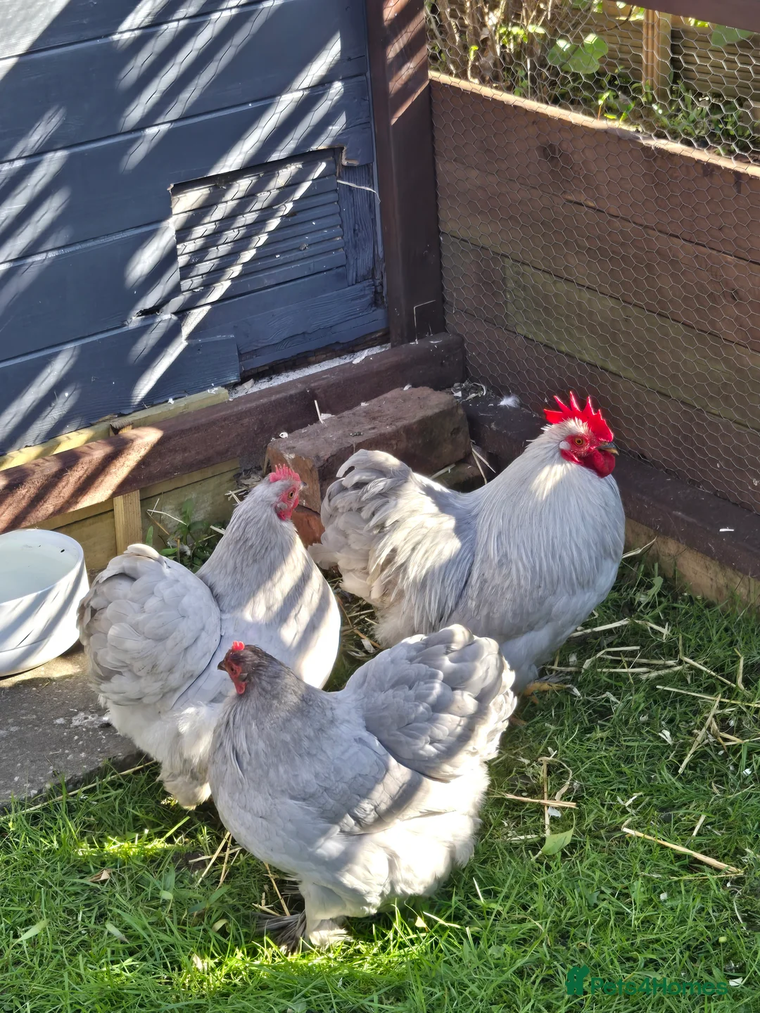 Chickens poultry for sale: Trio of bantam lavender pekins - Advert 1