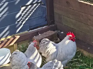 Chickens poultry Trio of lavender pekins - Advert 4