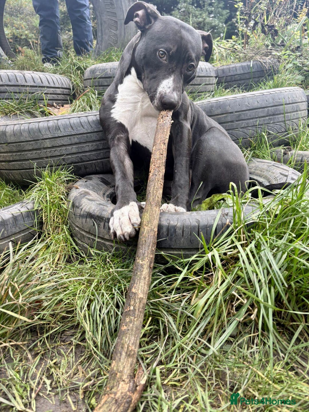 Staffordshire Bull Terrier dogs for sale: 8 Month old Female - Advert 1