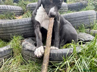 Staffordshire Bull Terrier dogs 8 Month old Female - Advert 5