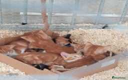 Domestic Shorthair cats for sale: Gorgeous kittens available now - Image 17