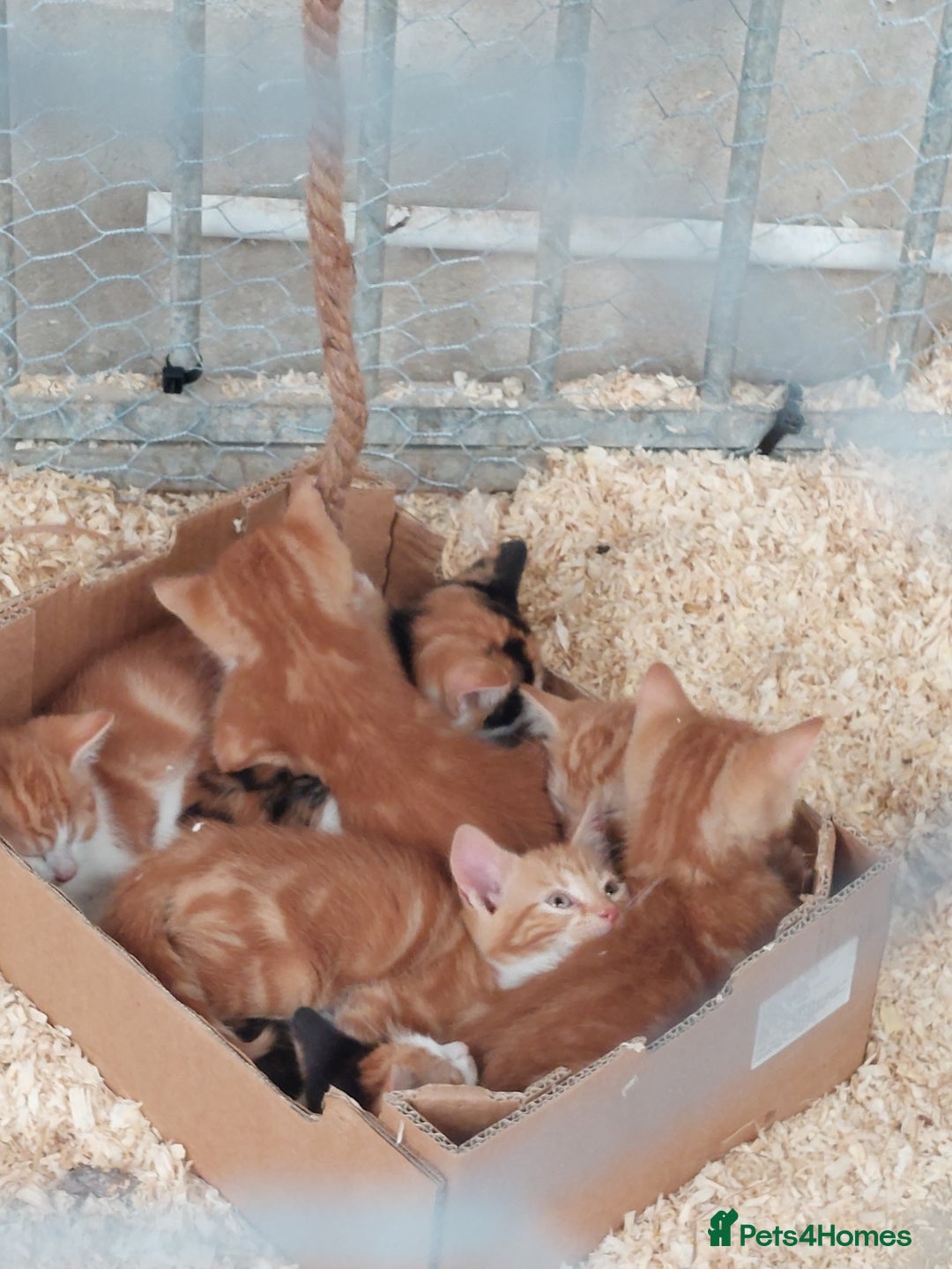 Domestic Shorthair cats for sale: Gorgeous kittens available now - Image 17