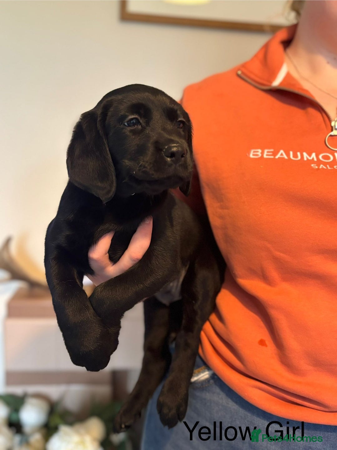 Labrador Retriever dogs for sale: Beautiful chunky labs  - Advert 1
