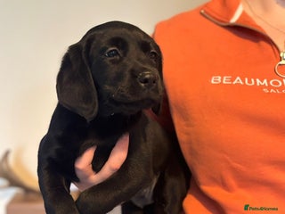 Labrador Retriever dogs Beautiful chunky labs - Advert 10