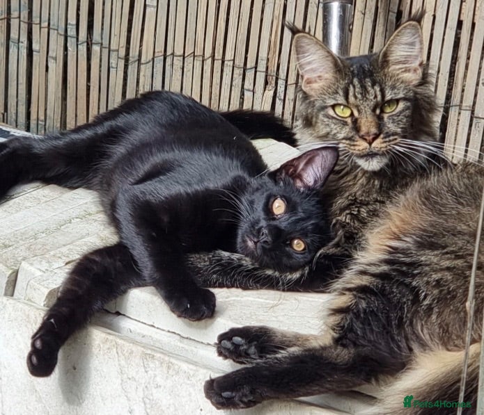 Maine Coon cats Two gorgeous Maine coon boys available  - Advert 14