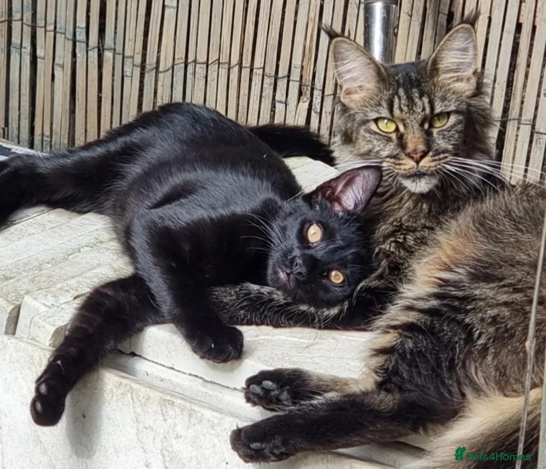 Maine Coon cats for sale: Two gorgeous Maine coon boys available  in Dudley - Advert 1