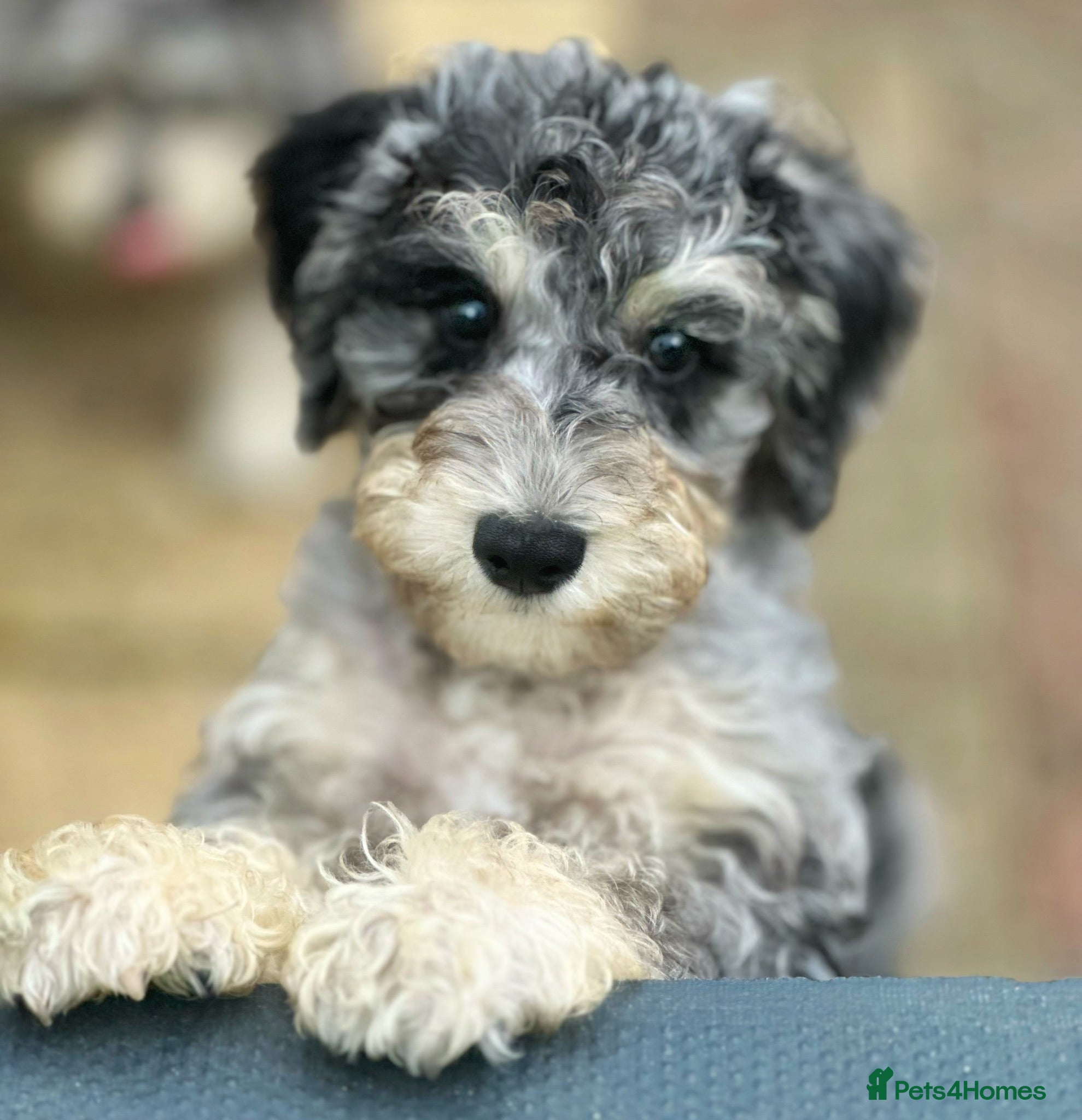 Miniature Schnauzer dogs Two Rare Toy Schnoodles Boys - Advert 15