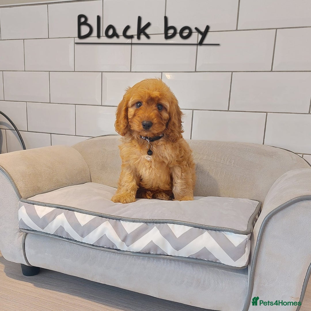 Cavapoo dogs for sale: Cavapoo F1 puppies  - Image 4