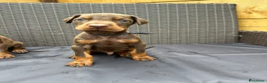 Dobermann Puppy 1