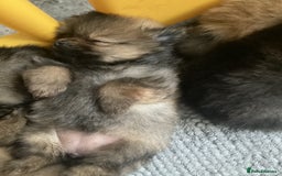Pomeranian dogs for sale: XS Kc reg quality Pomeranian puppies  - Image 21