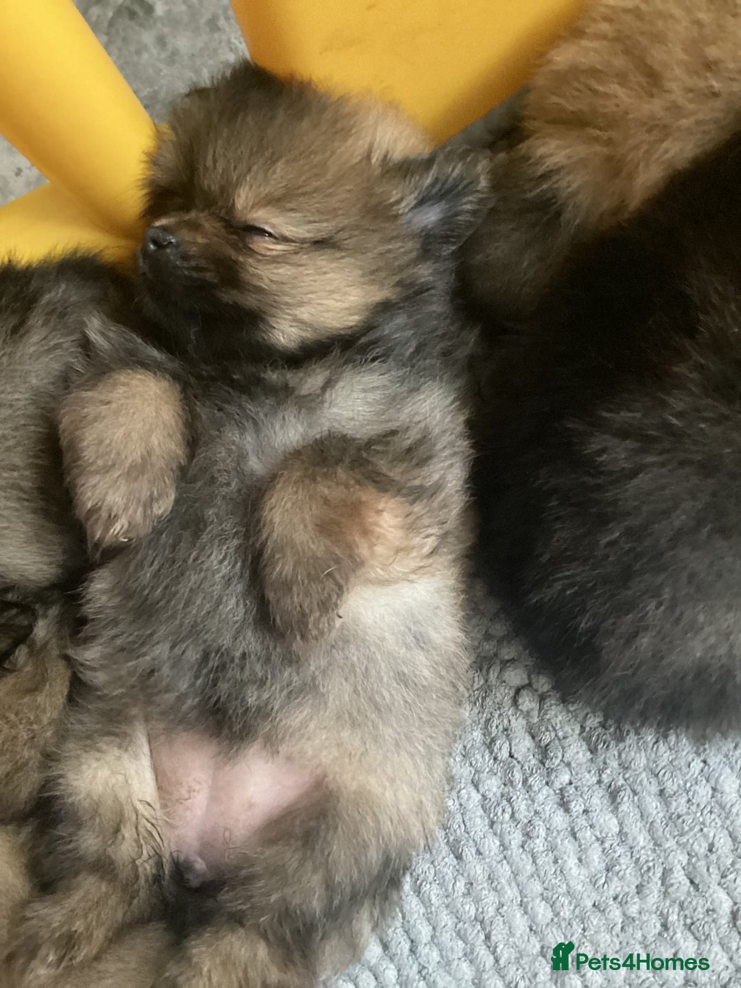 Pomeranian dogs for sale: XS Kc reg quality Pomeranian puppies  - Image 21