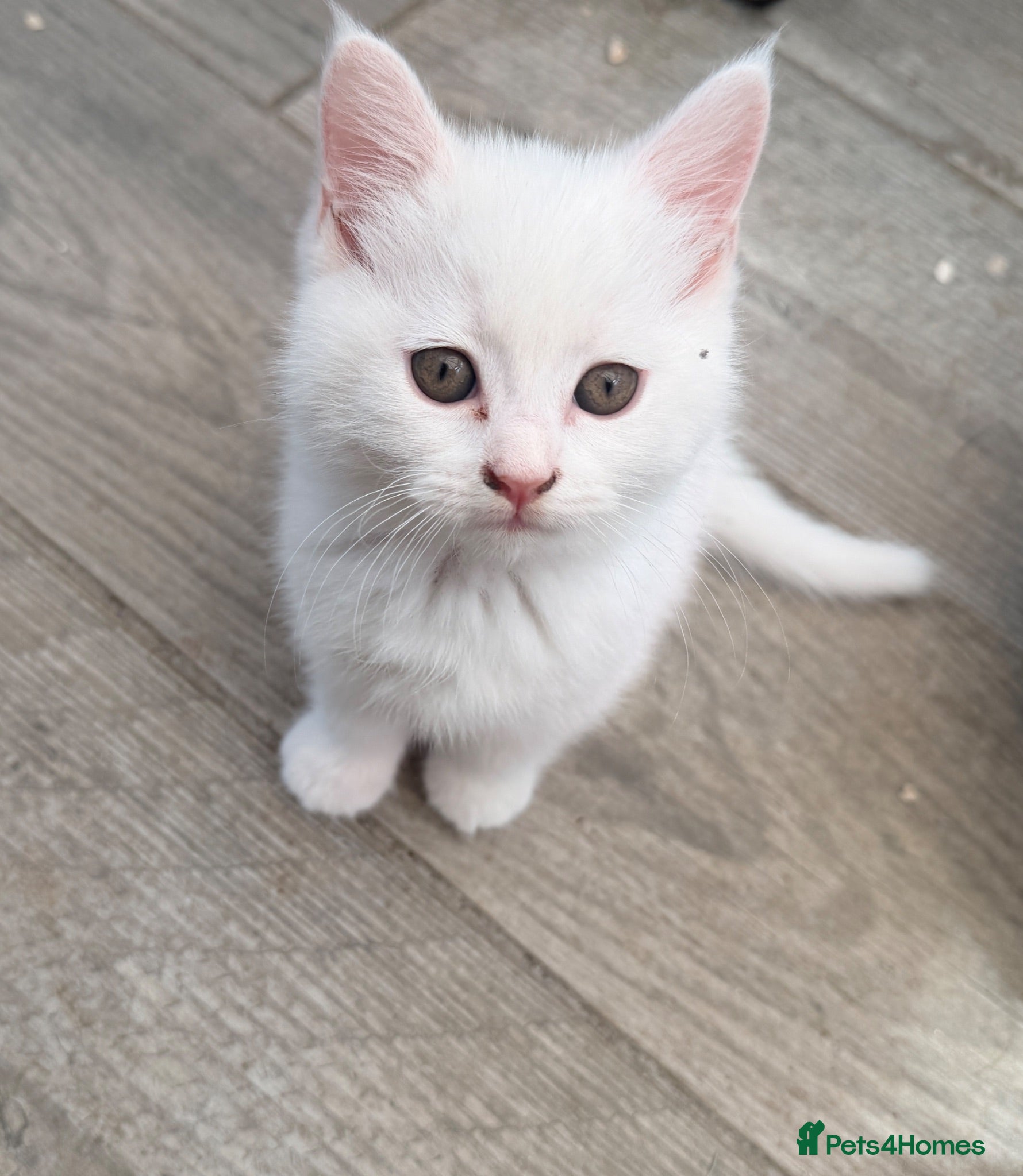 Persian cats Ready now persian x white girls - Advert 2