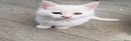Persian cats for sale: Ready now persian x white girls - Advert 2