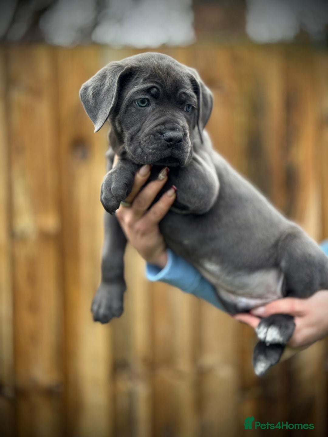 Cane Corso dogs for sale: Balestra Magica Corso IKC/FCI  - Advert 18