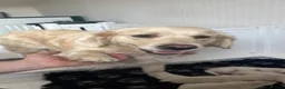 Golden Retriever dogs for sale: KC registered golden retriever puppies  - Advert 4