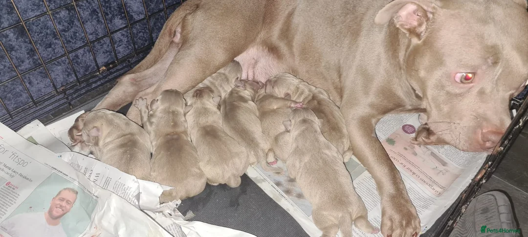 American Bully dogs for stud: Proven lilac tri abkc American pocket bully stud in Trowbridge - Advert 5