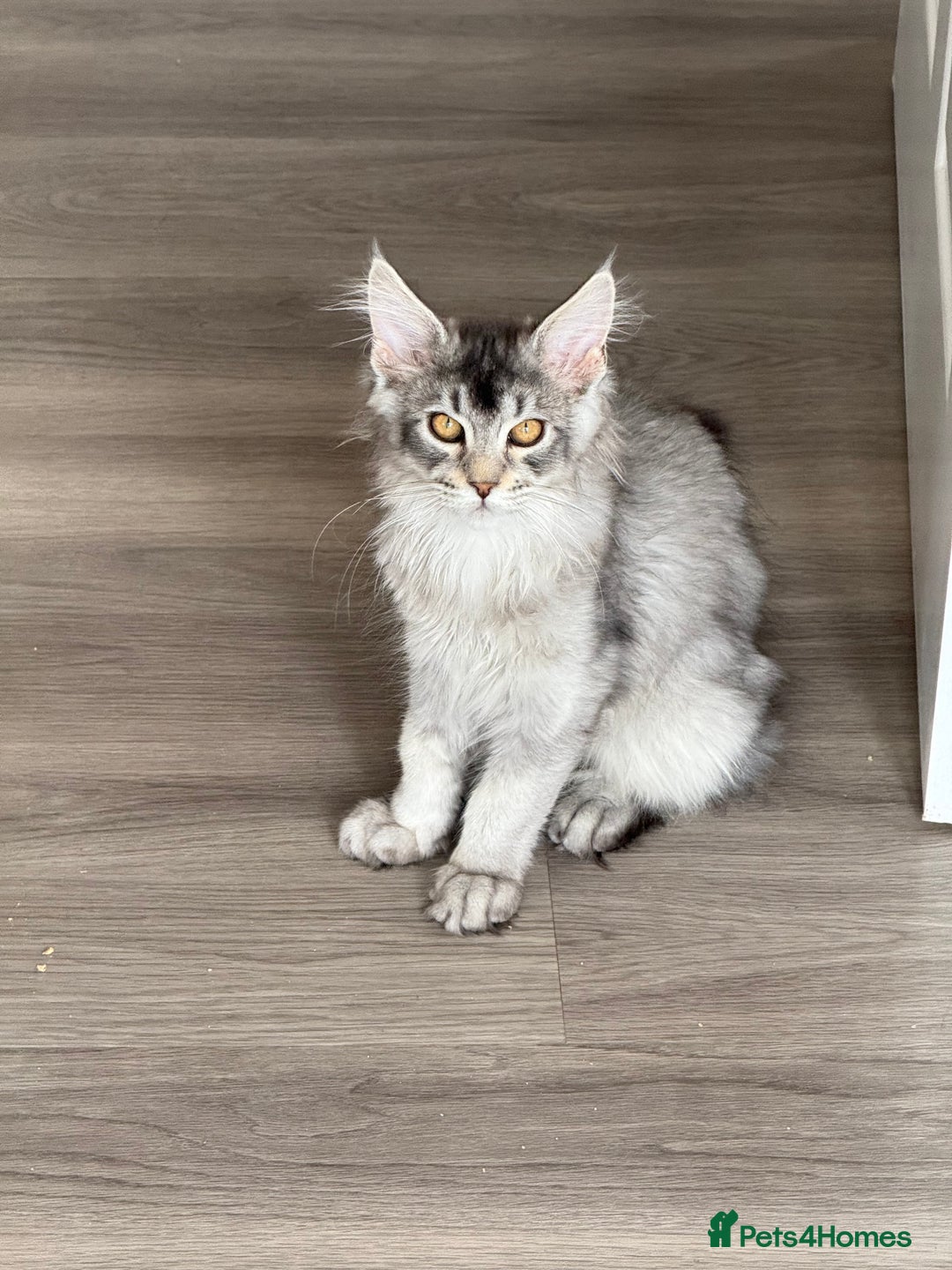 Maine Coon cats for sale: Maine Coon - Advert 6
