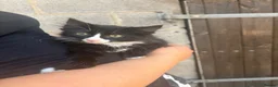 Mixed Breed cats for sale: Male kittens  - Advert 6