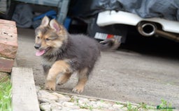Mixed Breed dogs for sale: Shollies  in Rochdale - Image 10