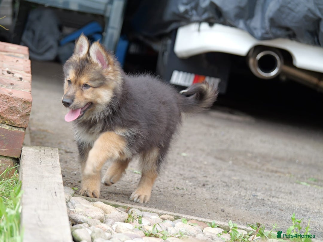 Mixed Breed dogs for sale: Shollies  in Rochdale - Image 10