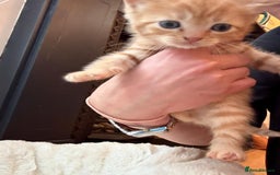 Mixed Breed cats for sale: 4 kittens for sale  - Image 5