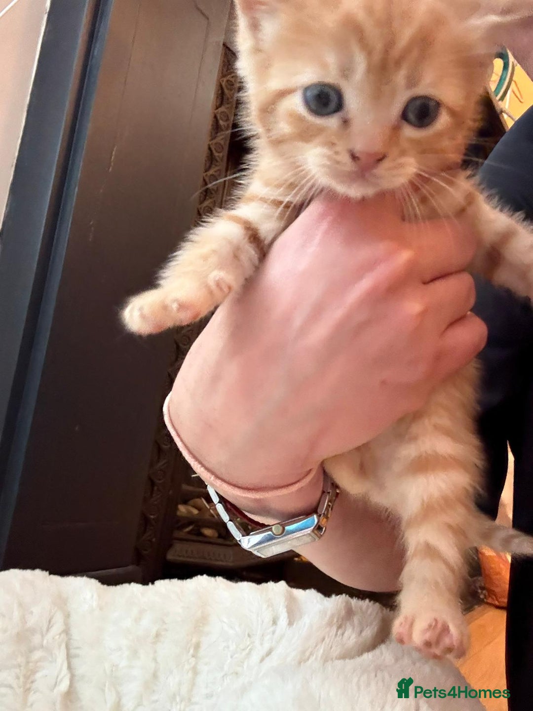 Mixed Breed cats for sale: 4 kittens for sale  - Image 5