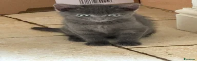 British Shorthair 3
