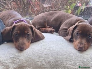 Miniature Dachshund dogs ❤️ LITTLE HEARTS WAITING FOR THEIR ** HOME - Advert 4