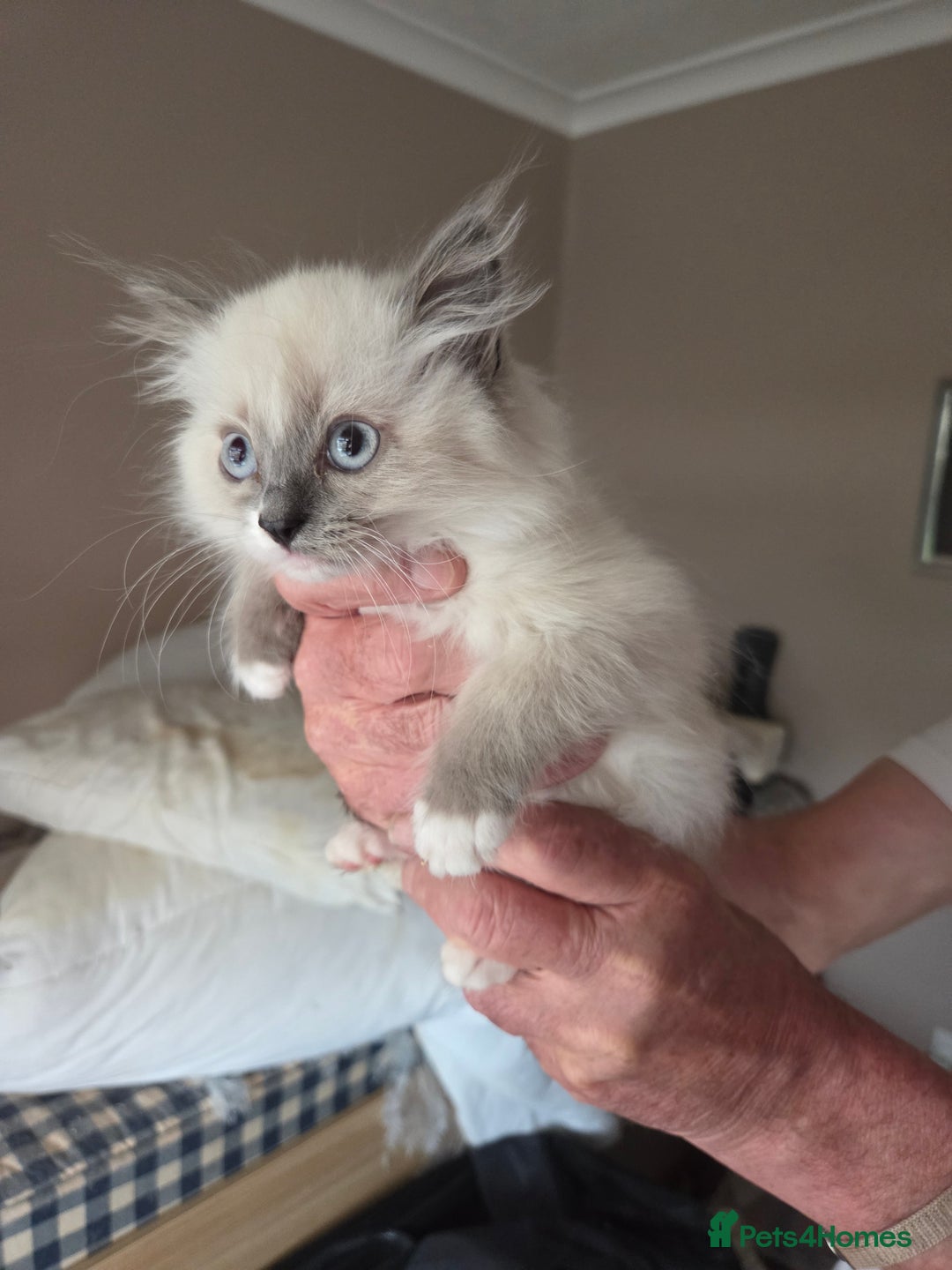 Ragdoll cats for sale: Ragdoll cross Somali kittens  - Image 14