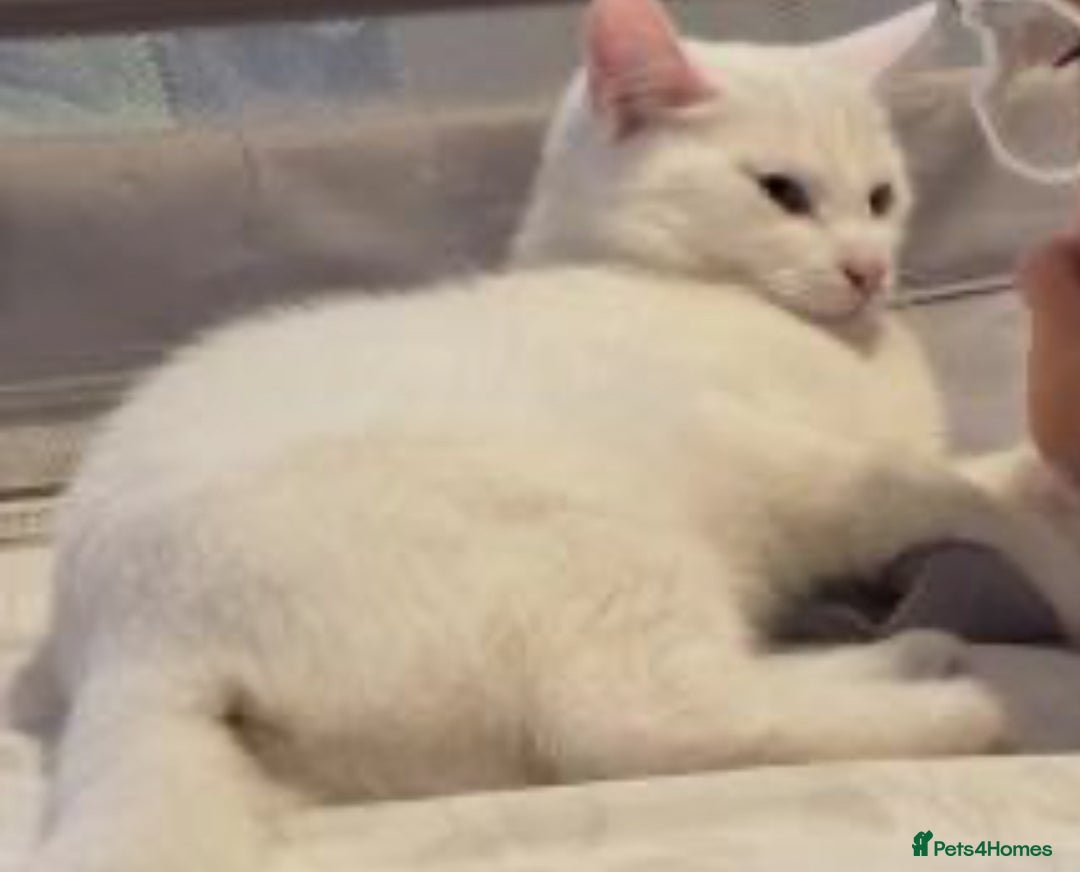Domestic Shorthair cats for sale: kitten domestic short hair icey white - Advert 4