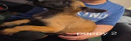 Belgian Shepherd Dog dogs for sale: Belgian Malinois Puppies for Sale- 11 weeks old - Advert 5