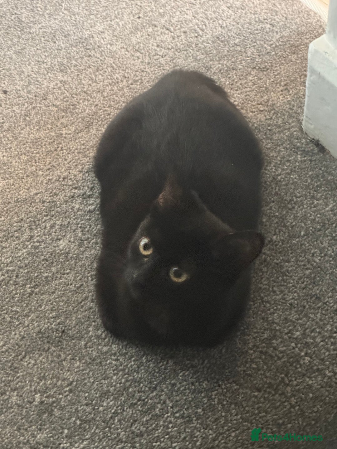 British Shorthair cats for sale: 2 black little boys - Advert 7