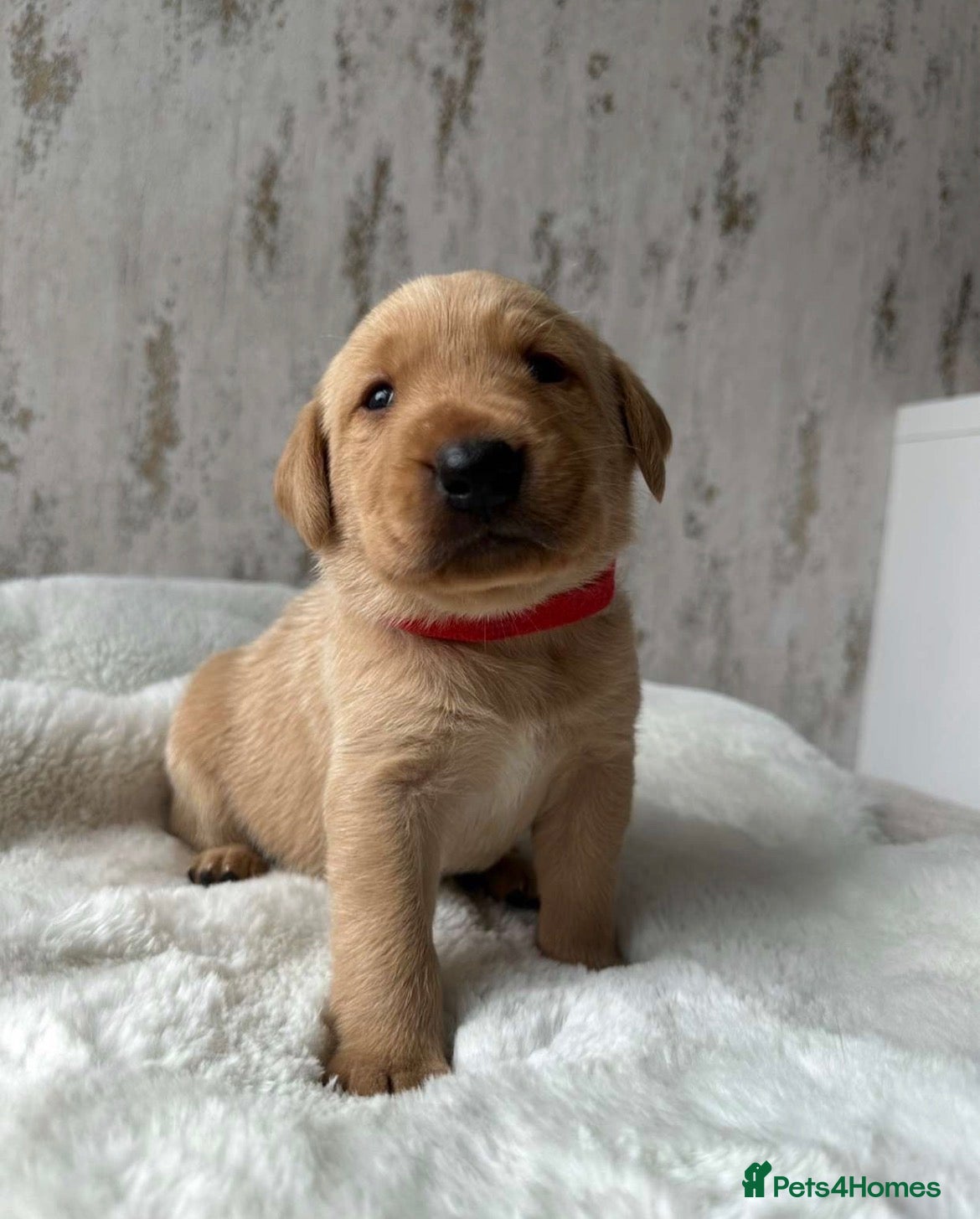 Labrador Retriever dogs for sale: Exceptional KC Reg Labrador Puppies – Due July 4th - Advert 12